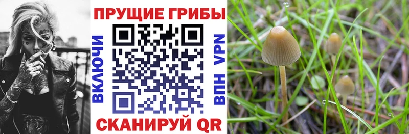 Галлюциногенные грибы прущие грибы  где купить наркотик  Тулун 